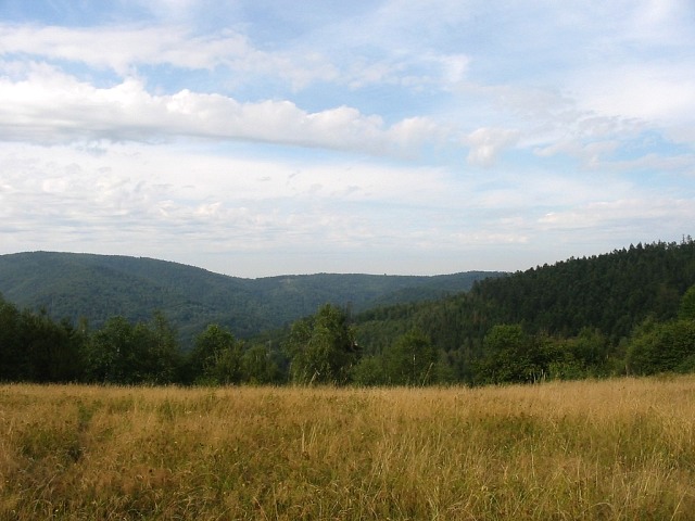 Drzewo gigant